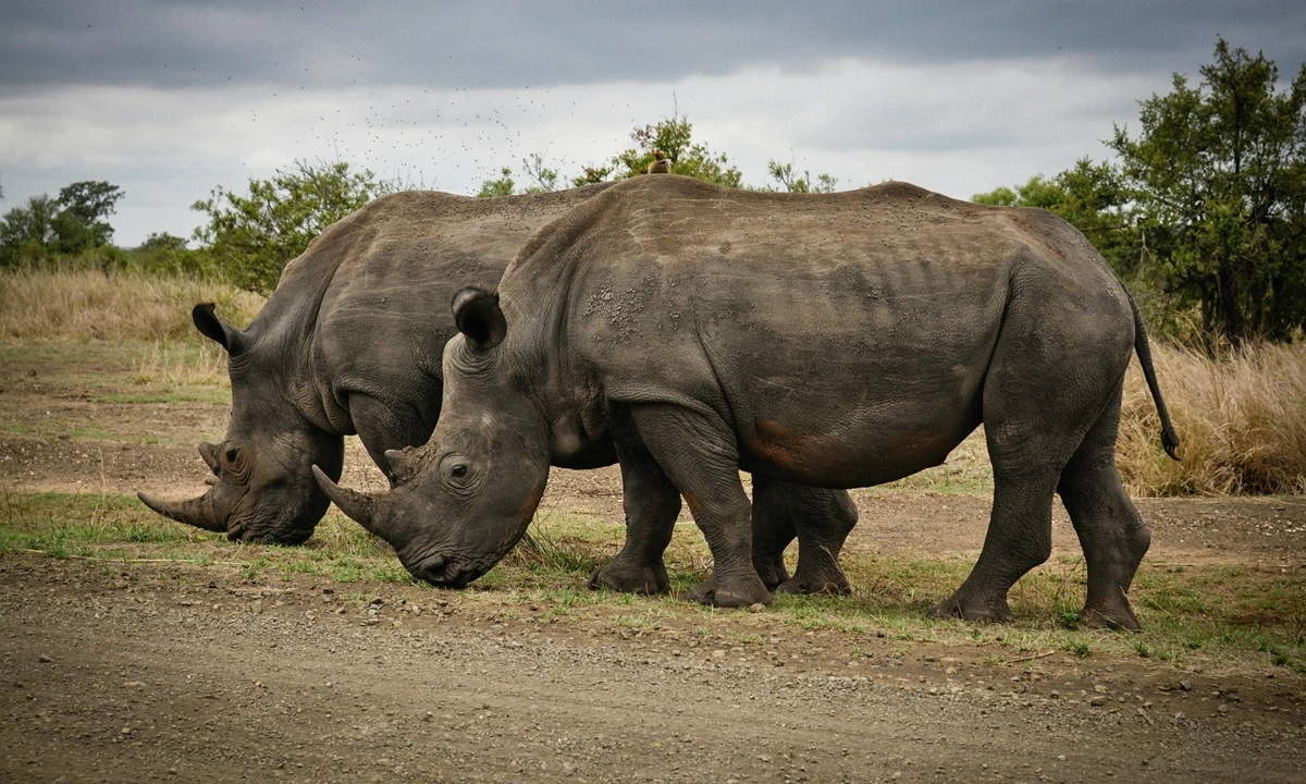 A one-horned rhinoceros in Kaziranga National Park, Assam