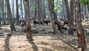 Takin, the national animal of Bhutan