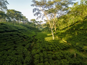 A tea garden in Darjeeling